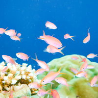 サンゴ礁に集まるキンギョハナダイの群れと海中風景の写真