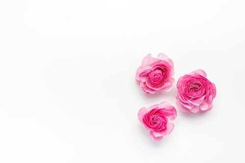 白背景に並べたピンクのラナンキュラス3輪