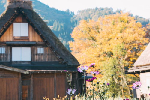 岐阜県白川郷の合掌造り集落に咲くコスモス