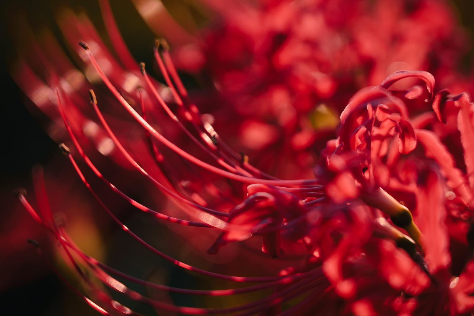 赤い彼岸花のクローズアップ。細い雄しべが放射状に広がり、背景に群生する彼岸花がぼけて映っている