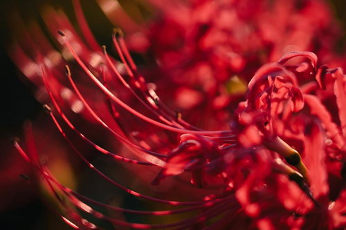 赤い彼岸花の雄しべと花弁をクローズアップした秋の花のマクロ撮影