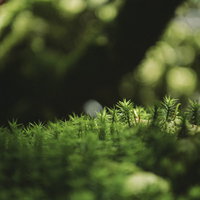 日本百名山・焼岳登山道に生える鮮やかな緑色の苔の写真