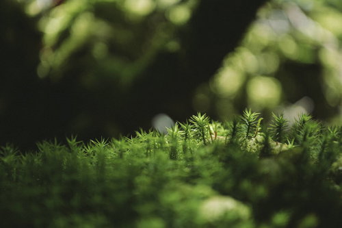 日本百名山・焼岳登山道に生える鮮やかな緑色の苔