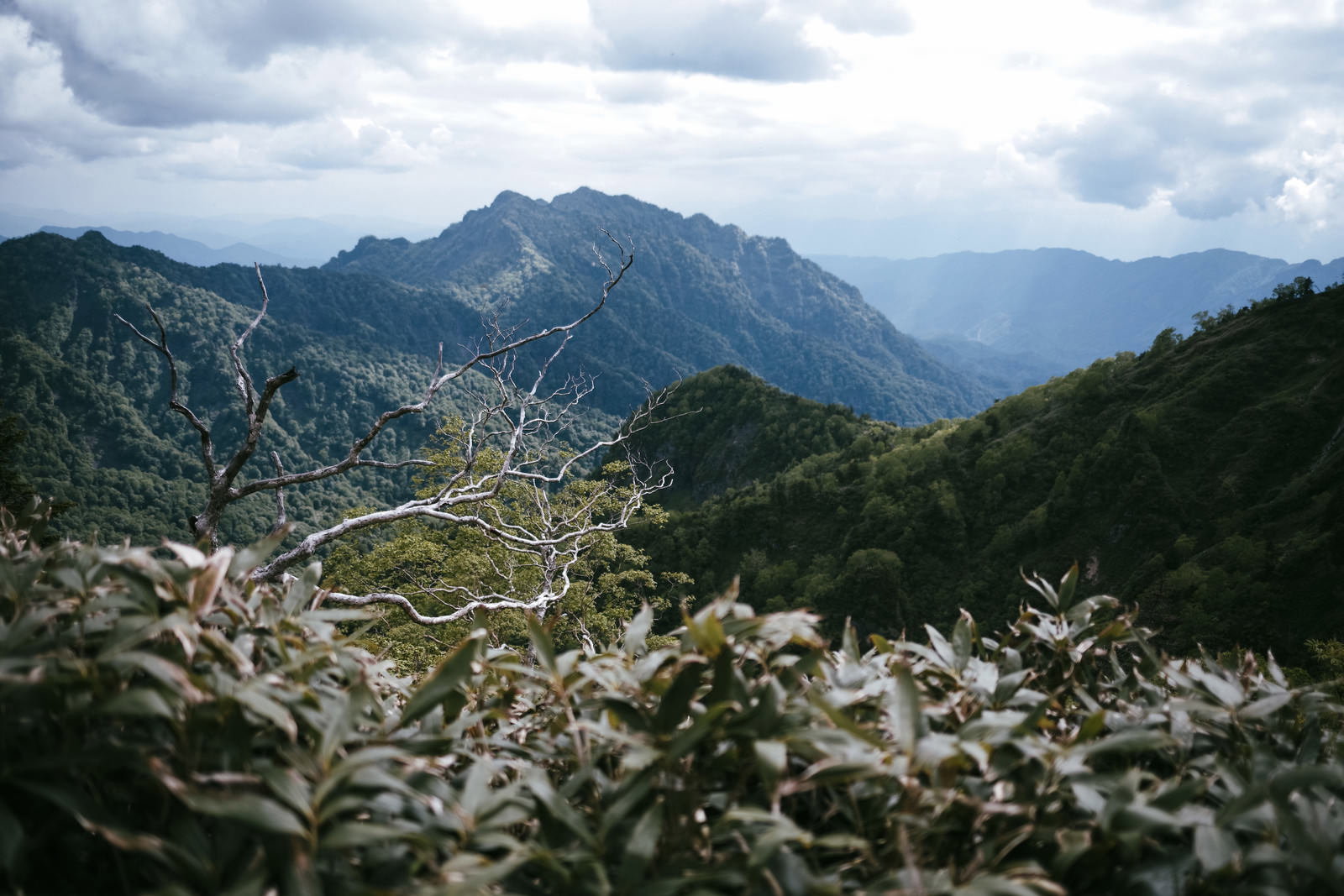 手前に白い枯れ木と笹、背景に戸隠山の山並みが見える風景