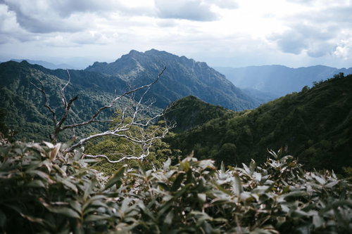 白い枯れ木と笹が手前に、雄大な戸隠山が背景に広がる日本百名山の風景