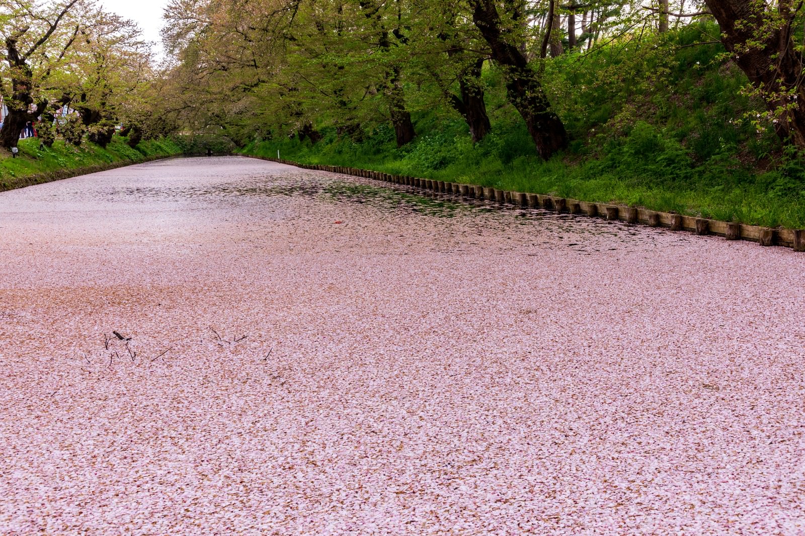 夜にライトアップされた枝垂れ桜と満月