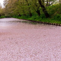 満月夜のライトアップ枝垂れ桜の写真