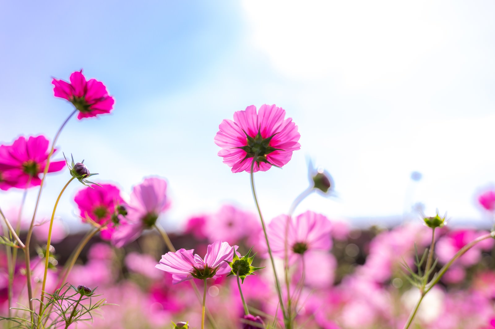 青空を背景に風に揺れるピンク色のコスモスの花