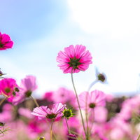 青空を向いて揺らめくコスモスの花と秋の風景の写真