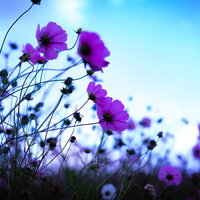 儚い秋空に揺れる紫色のコスモス。風に舞う秋桜の優雅な姿の写真