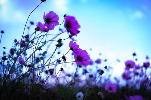 儚い秋空に揺れる紫色のコスモス。風に舞う秋桜の優雅な姿