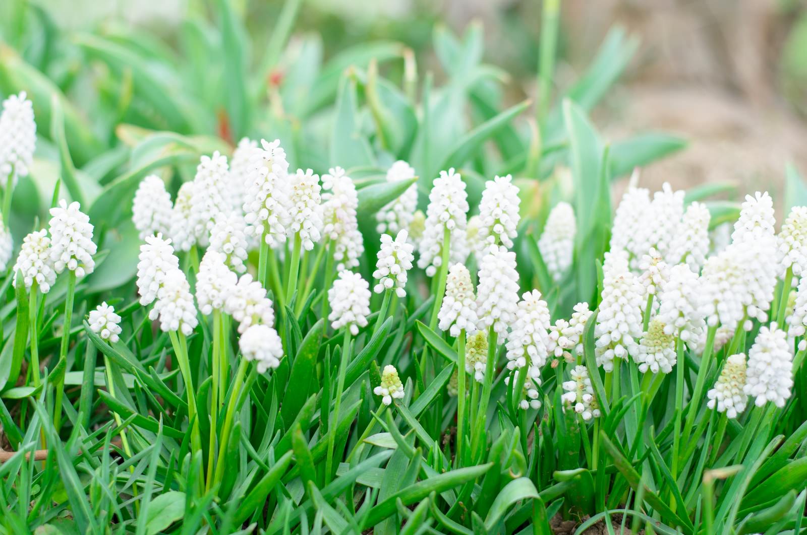 緑の葉に囲まれて咲く白いムスカリの花