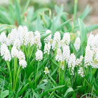 白いムスカリが咲く花壇の春景色と球根植物の育成の写真