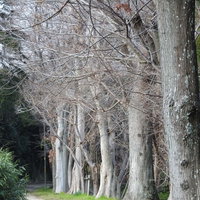 細い道沿いの並木道を囲む木々が作る自然のトンネル空間の写真