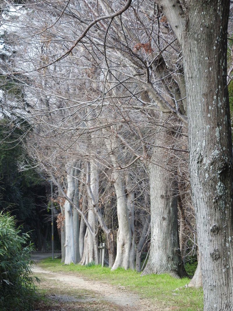 細い道の両側に高い木々が立ち並ぶ並木道の風景