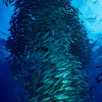 目の前を覆うギンガメアジの渦の写真