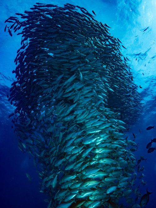 目の前を覆うギンガメアジの渦