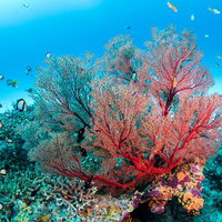 沖縄・水納島の海中に群生するイソバナと熱帯魚の写真