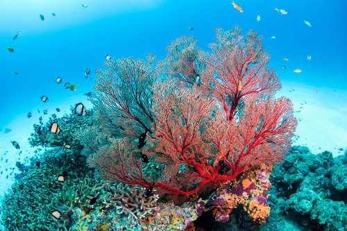 沖縄・水納島の海中に群生するイソバナと熱帯魚