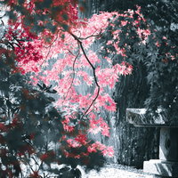 光射す紅葉とモノクロの世界の秋の風景の写真