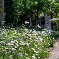 道端に咲く白い野花と石垣、歩道の自然風景の写真