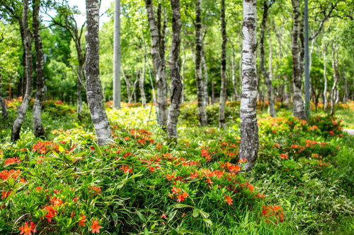 白樺と共存する新緑のレンゲツツジ群生地（白樺平）