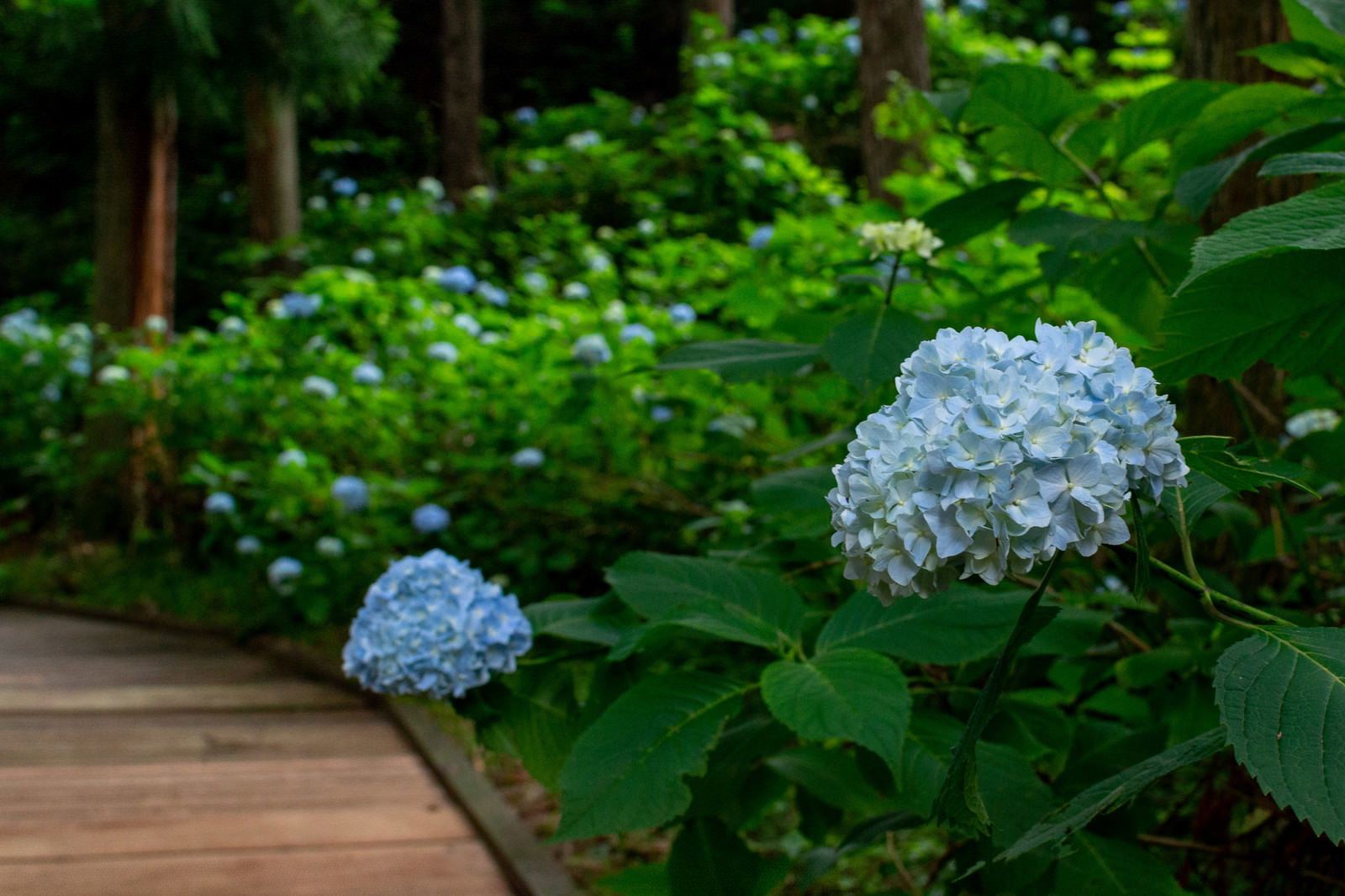 木製の遊歩道沿いに薄紫色の紫陽花が咲く初夏の風景