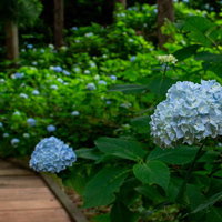 梅雨時期の木道沿いに咲く紫陽花の写真