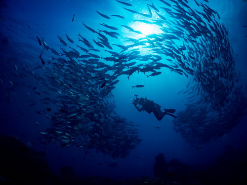 ギンガメアジの大群に囲まれるダイバーのシルエット