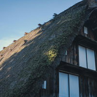 茅葺屋根に蔦が絡む合掌造りの家（白川郷）の写真