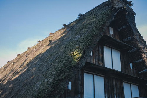 茅葺屋根に蔦が絡む合掌造りの家（白川郷）