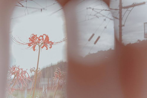 指でレンズを塞いで前ボケを作って撮影した彼岸花