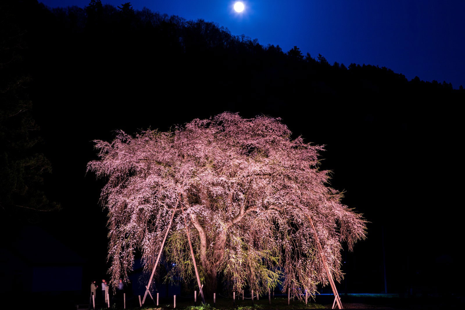 夜にライトアップされた満開の枝垂れ桜と満月