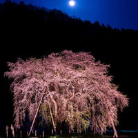 月に照らされたおしら様の枝垂れ桜の写真