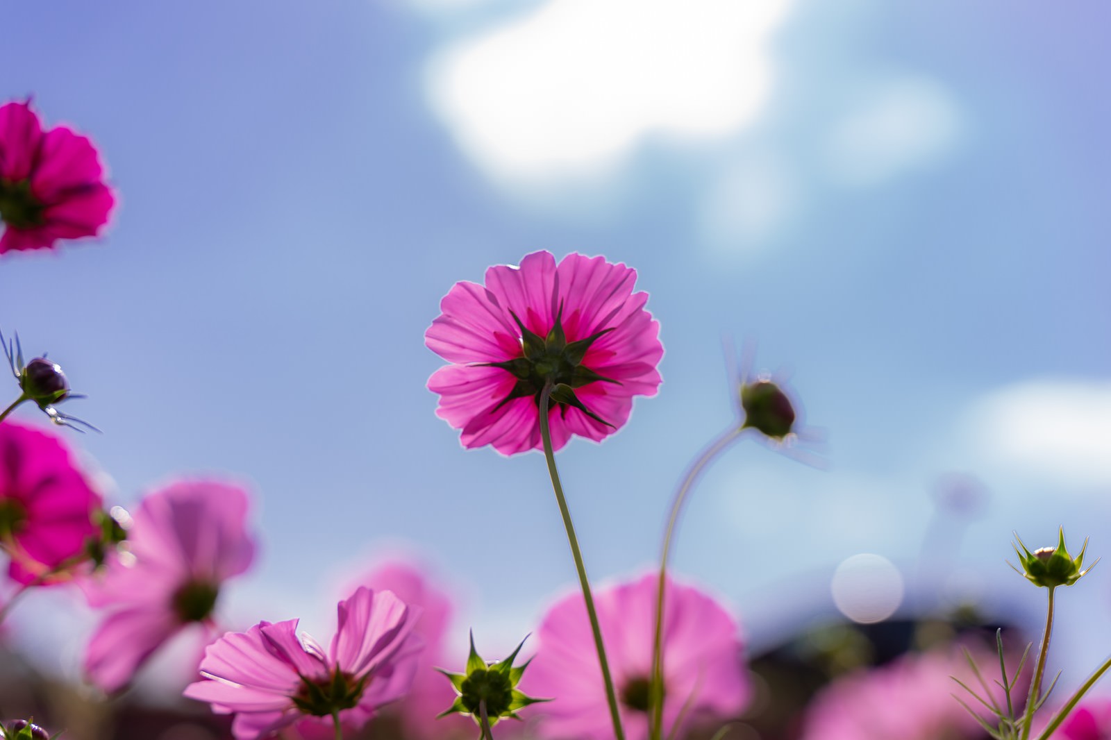 青空と白い雲を背景に咲くピンクのコスモスの花