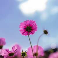 青空に向かって咲くピンクのコスモスの写真