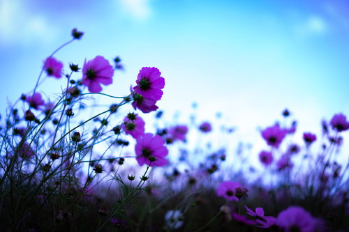 秋桜が群生する桃色のコスモス花畑、青空と自然が広がる秋の風景
