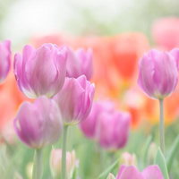 春の花畑に並んで咲くピンク・パープルのチューリップの写真