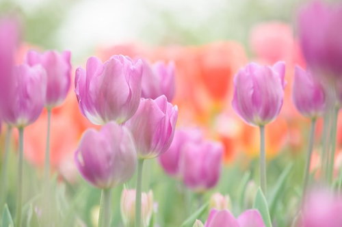 春の花畑に並んで咲くピンク・パープルのチューリップ
