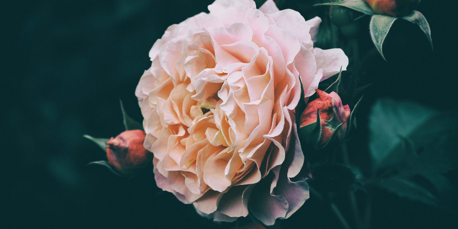 淡いピンク色の薔薇が満開に咲き、横に小さなつぼみがある様子