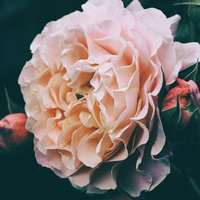 淡いピンク色で開花する薔薇とつぼみ、花の生長段階の写真