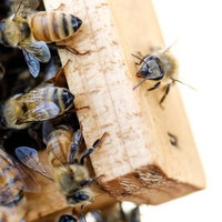 巣板の上で活動するオスバチと働きバチ：ミツバチの社会性の写真