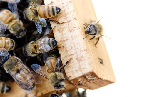 巣板の上で活動するオスバチと働きバチ：ミツバチの社会性