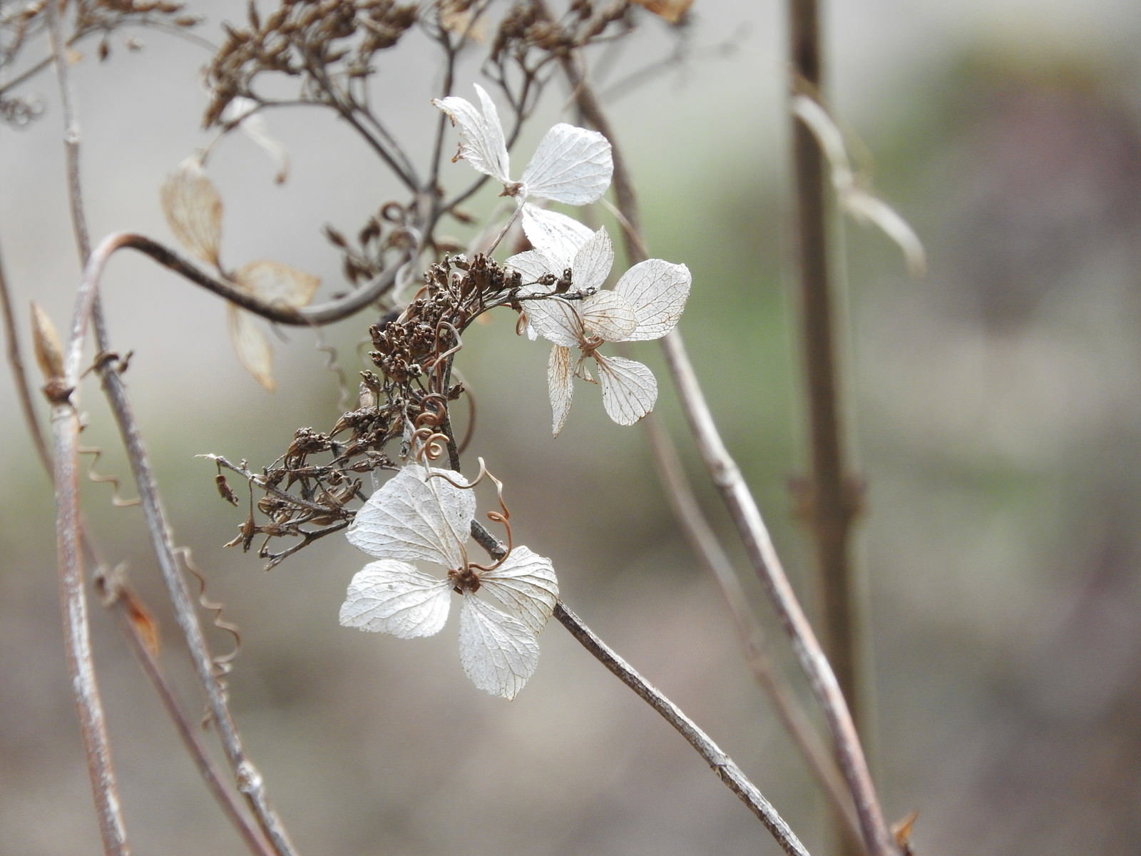 茎の先端に白い小さな花や種子が付いた立ち枯れの植物