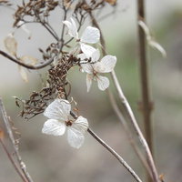 白い小さな花が付いた立ち枯れの花と種子が朽ちた状態の写真