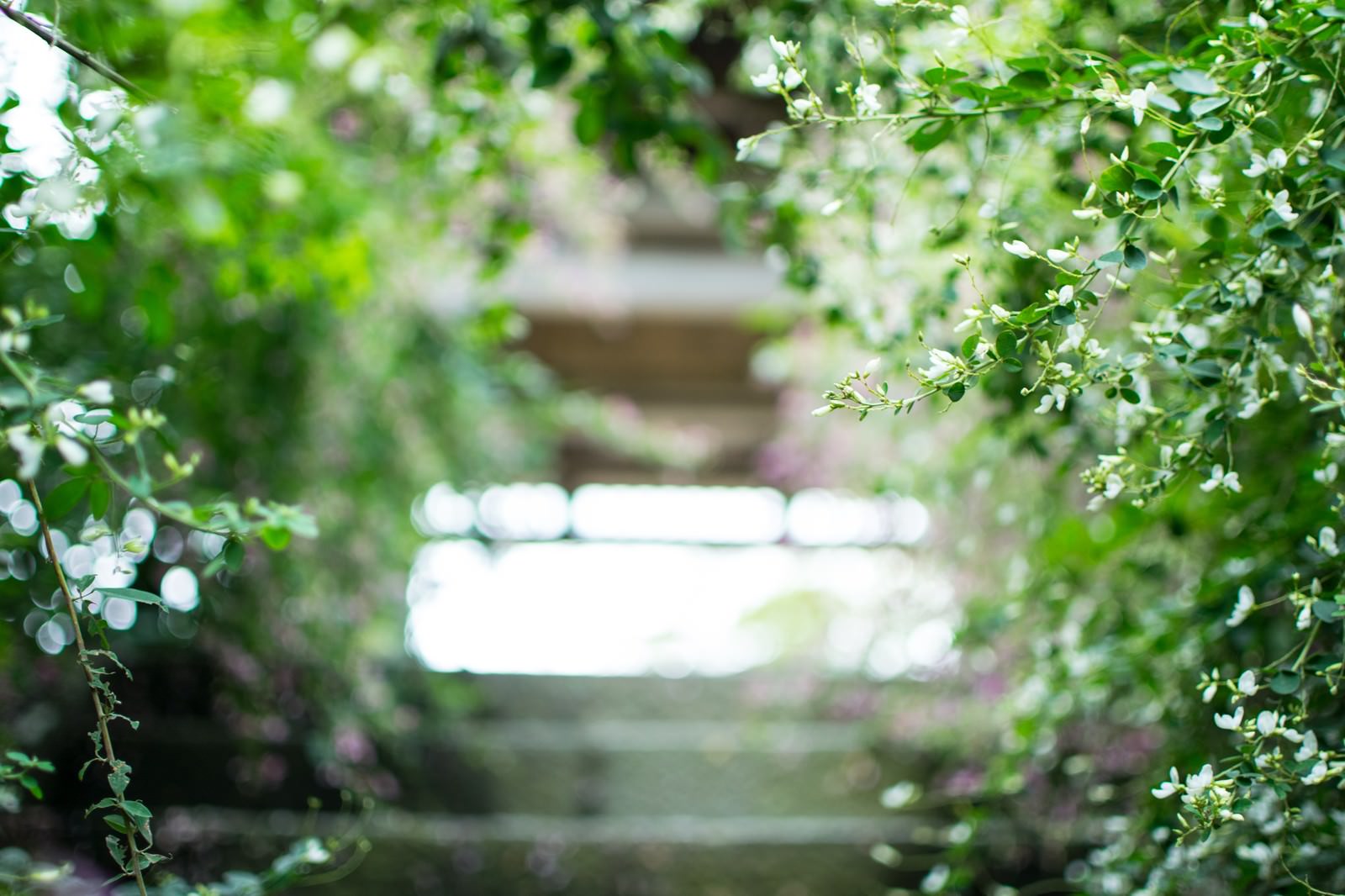 新緑の植物と白い小花に囲まれた石の階段