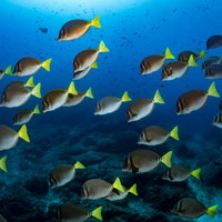 青い海中で泳ぐイエローテイルサージョンフィッシュの群れの写真