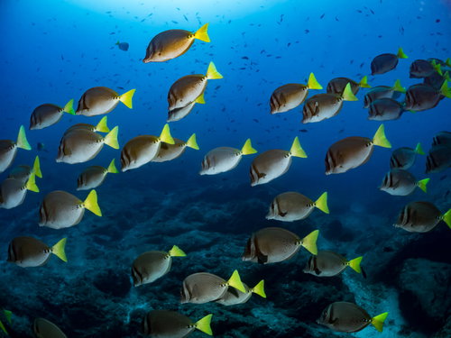 青い海中で泳ぐイエローテイルサージョンフィッシュの群れ