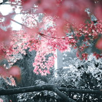 紅葉したもみじの葉に差し込む太陽光と木漏れ日の写真