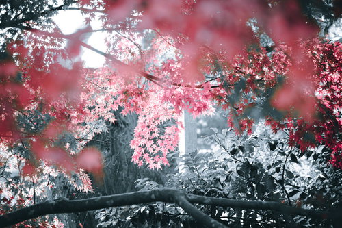 紅葉したもみじの葉に差し込む太陽光と木漏れ日